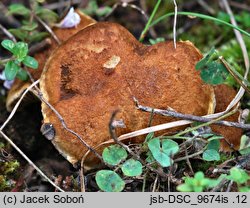 Mallocybe leucoblema (włośniak srebrzystoosłonowy)