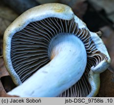 Cortinarius lebretonii