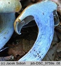 Cortinarius lebretonii