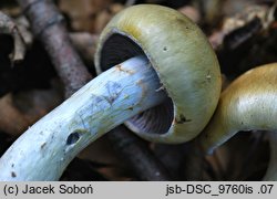 Cortinarius lebretonii