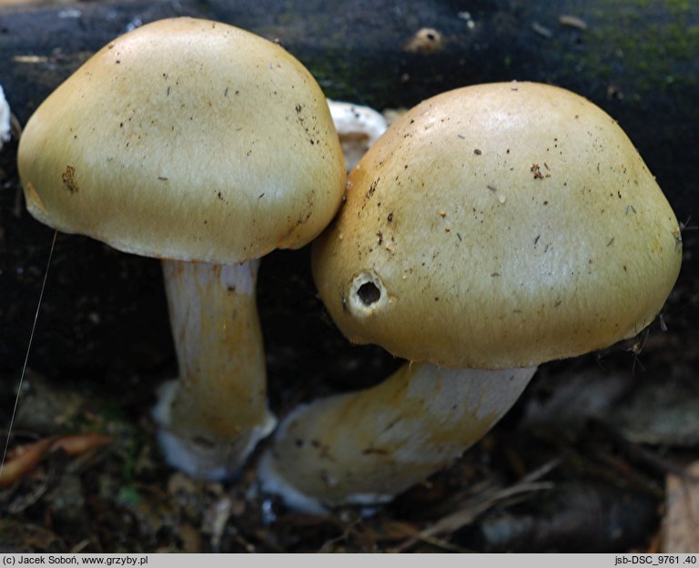 Cortinarius lebretonii