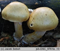 Cortinarius lebretonii