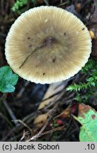 Lactarius cyathuliformis