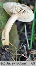 Lactarius cyathuliformis