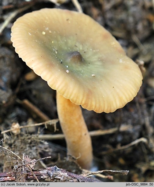 Lactarius cyathuliformis