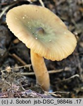 Lactarius cyathuliformis