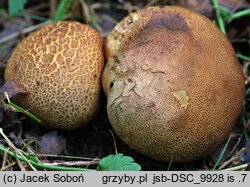 Scleroderma cepa (tęgoskór cebulowaty)