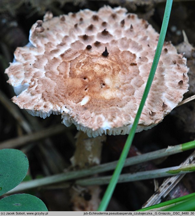 Echinoderma pseudoasperulum (jeżoskórka skąpołuska)