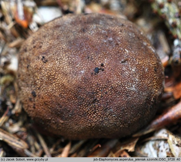 Elaphomyces asperulus