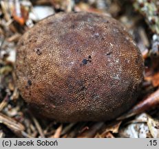 Elaphomyces asperulus