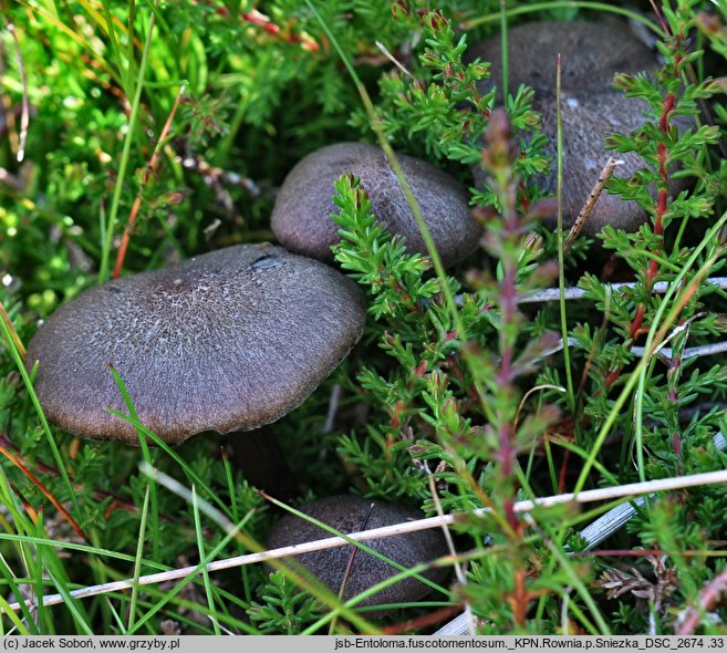 Entoloma fuscotomentosum