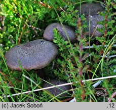 Entoloma fuscotomentosum