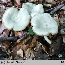 Entoloma majaloides