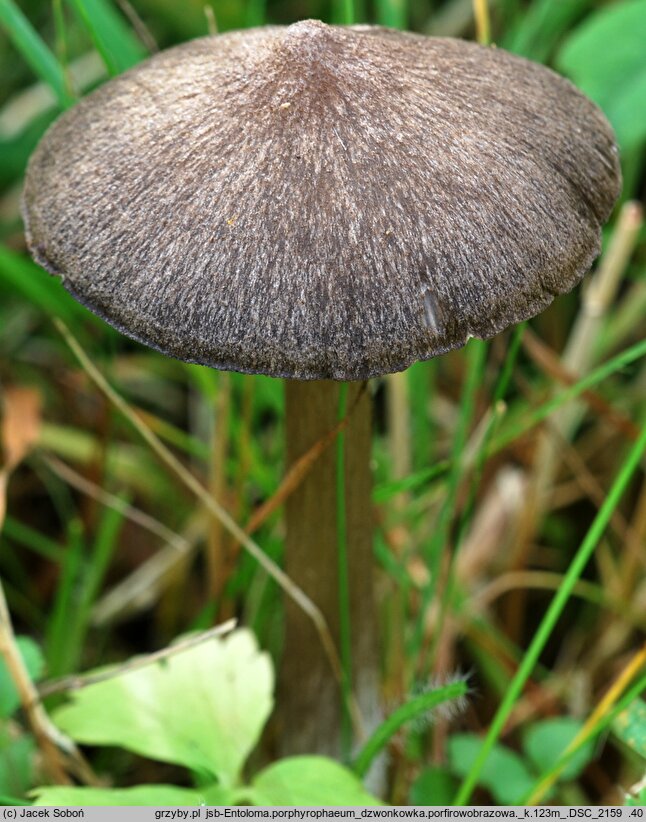 Entoloma porphyrophaeum (dzwonkówka porfirowobrązowa)
