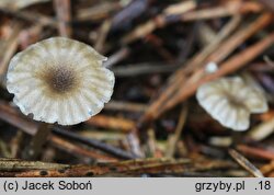 Entoloma rhodocylix (dzwonkówka olszowa)