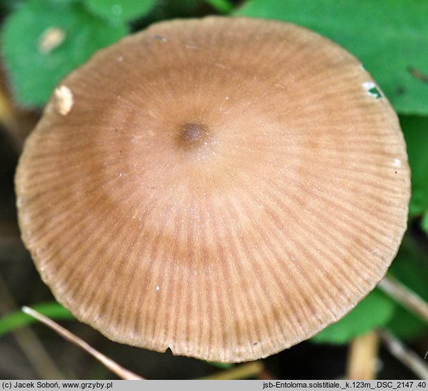 Entoloma solstitiale (dzwonkówka niewielka)