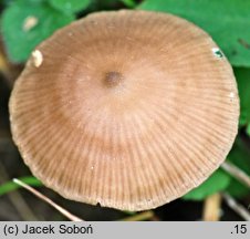 Entoloma solstitiale (dzwonkówka niewielka)