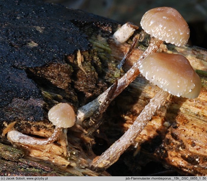 Flammulaster carpophilus var. rhombosporus (płomienniczek rombowozarodnikowy)