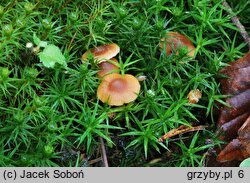 Galerina ampullaceocystis (hełmówka torfowcolubna)