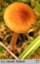 Galerina hybrida