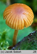 Galerina karstenii