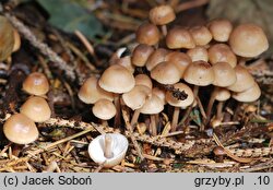 Gymnopus acervatus (łysostopek kępkowy)