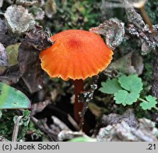 Hygrocybe calciphila