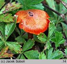 Hygrocybe conica var. conicopalustris