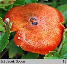 Hygrocybe conica var. conicopalustris