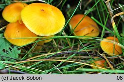 Hygrocybe insipida (wilgotnica drobna)