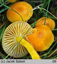 Hygrocybe insipida (wilgotnica drobna)