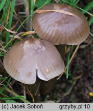 Gliophorus irrigatus (wilgotniczka szara)