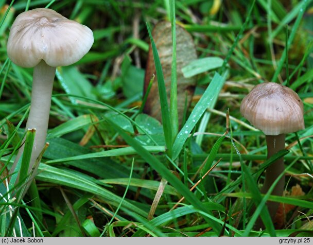 Hygrocybe lacmus (wilgotnica lakmusowa)