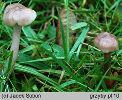 Hygrocybe lacmus (wilgotnica lakmusowa)