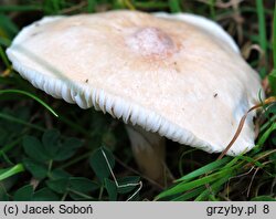 Cuphophyllus pratensis var. pallidus