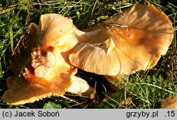 Cuphophyllus pratensis (kopułka łąkowa)
