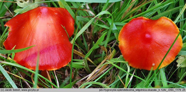 Hygrocybe splendidissima (wilgotnica okazała)