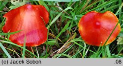 Hygrocybe splendidissima (wilgotnica okazała)