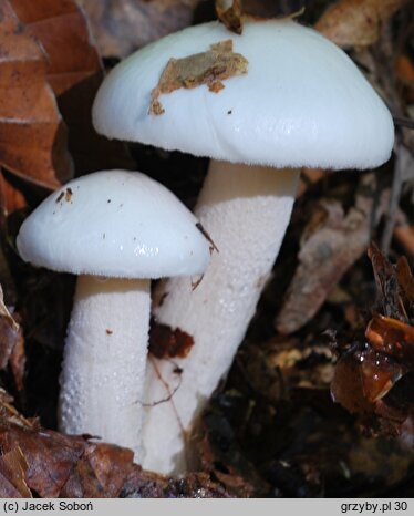 Hygrophorus eburneus (wodnicha biała)