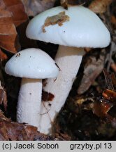 Hygrophorus eburneus (wodnicha biała)