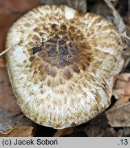 Inocybe brunneotomentosa