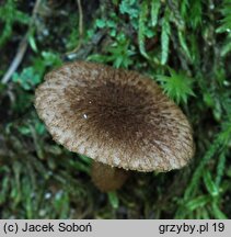 Inocybe leptophylla (strzępiak ciemnołuseczkowaty)