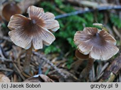 Inocybe soluta