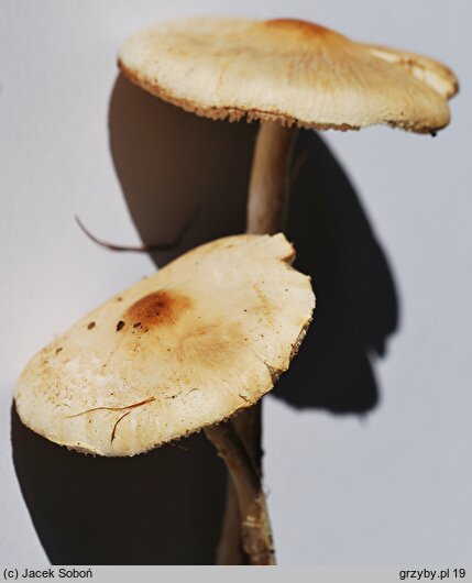 Lepiota oreadiformis (czubajeczka łysiejąca)