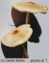 Lepiota oreadiformis (czubajeczka łysiejąca)