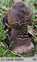 Macrolepiota permixta