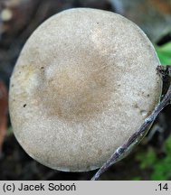 Melanoleuca friesii (ciemnobiałka bezowoszara)