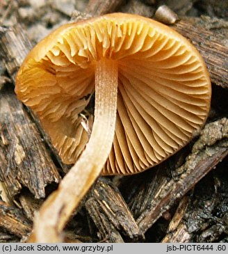 Conocybe antipus (stożkówka korzeniasta)