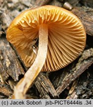 Conocybe antipus (stożkówka korzeniasta)