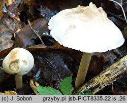 Inocybe sindonia (strzępiak drobnowłóknisty)